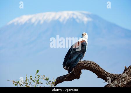 Weißkopfseeadler thront auf einem dicken Ast Stockfoto