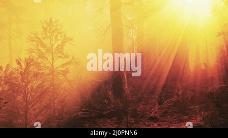 Marvelous scenery of the coniferous forest at the end of autumn Stockfoto