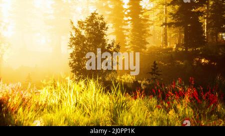 Nadelwald, der an einem nebligen Tag von der aufgehenden Sonne beleuchtet wird Stockfoto