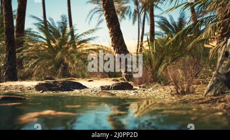 Grüne Oase mit Teich in der Sahara Wüste Stockfoto