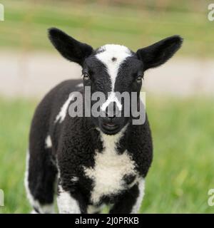 Niedliche Lämmer und Schafe in schwarz und weiß auf frischer Frühlingswiese in der Sonne, Landwirtschaft und Viehzucht Stockfoto