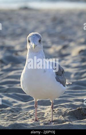 Eine Schwarzkopfmöwe auf der Ostsee. Schwarzkopfmöwen sind eine kleinere Möwenart. Stockfoto