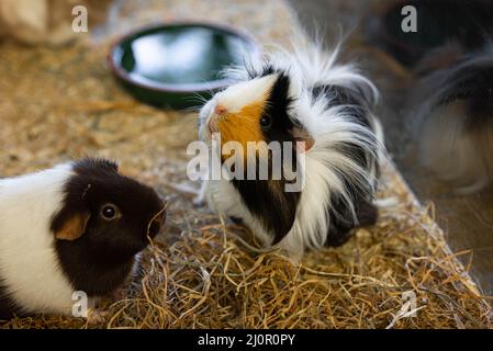 Lustig aussehende Meerschweinchen in einem Käfig in einem Tiergeschäft warten auf einen guten Besitzer, um sich um sie kümmern Stockfoto