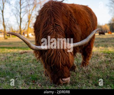 Schöner schottischer Highlander mit großen Hörnern, die auf einer Wiese grasen Stockfoto