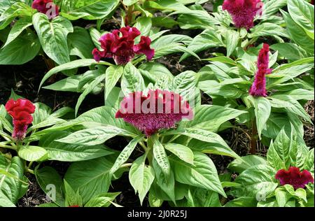 Schöne rote Cockscomb, Woolflowers oder Celosia Cristata Blumen. Eine Blume, die dem Kopf EINES Hahns ähnelt. Stockfoto
