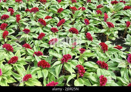 Schöne rote Cockscomb, Woolflowers oder Celosia Cristata Blumen Hintergrund. Eine Blume, die dem Kopf Eines Hahns ähnelt. Stockfoto