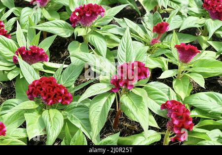 Schöne rote Cockscomb, Woolflowers oder Celosia Cristata Blumen. Eine Blume, die dem Kopf EINES Hahns ähnelt. Stockfoto