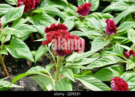 Schöne rote Cockscomb, Woolflowers oder Celosia Cristata Blumen. Eine Blume, die dem Kopf EINES Hahns ähnelt. Stockfoto