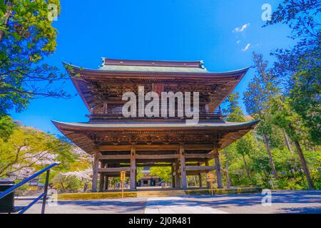 Engakuji der vollen Blüte des Kirschbaumes (Kamakura, Präfektur Kanagawa) Stockfoto