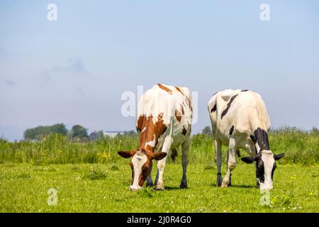 Die Vielfalt der Kühe, zwei grasende schwarze und rot gefleckte auf weiße, Köpfe nebeneinander im Gras auf einem grünen Weidefeld unter blauem Himmel Stockfoto