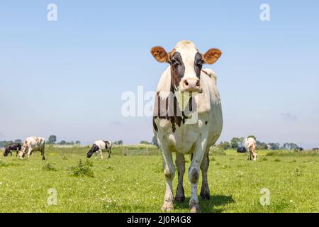 Kuh, allein nähert sich in einem Feld, braun und weiß neugierig und traurig aussehend, blauer Himmel, Horizont über Land Stockfoto