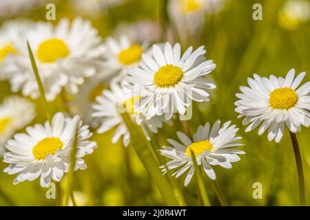 Natürlicher Hintergrund mit blühenden Gänseblümchen Stockfoto