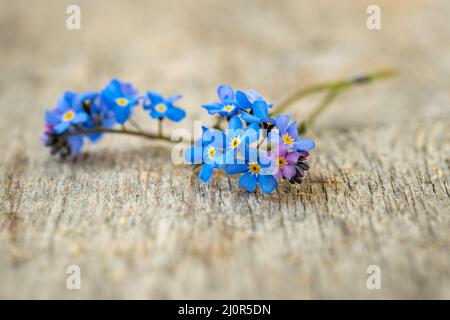 Vergiss-mich-nicht-Blumen auf dem alten Holzhintergrund Stockfoto