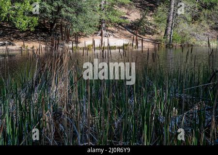 Fulmor Lake Picnic Area in Idylwild, Kalifornien Stockfoto