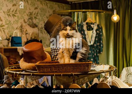 Große flauschige Katze, die in einem Korb auf den Stoffgestellen im Laden sitzt. Stockfoto