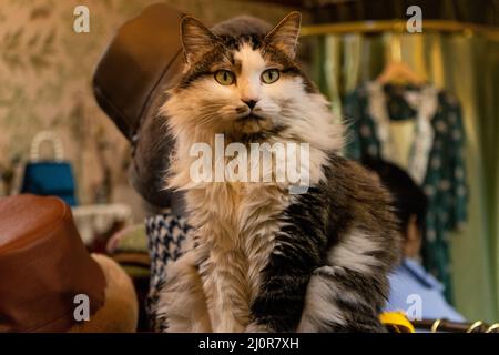 Blick auf eine Katze im Modeladen. Stockfoto