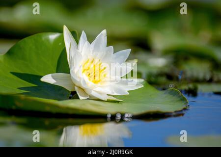 Schöne Blumen Weiße Nymphaea alba, gemeinhin als Seerose oder Seerose zwischen grünen Blättern bezeichnet Stockfoto