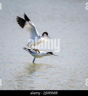 Paarungshaltung des Rattenblatts Recurvirostra avosetta Paar mit dem Weibchen in unterwürfiger Haltung und dem Männchen auf ihrem Rücken - Slimbridge Gloucestershire UK Stockfoto