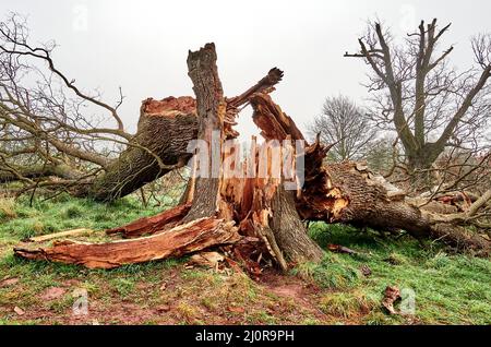 Überreste einer Eiche, die im Ashton Court in Somerset, Großbritannien, von Wintergallen abgerissen wurde Stockfoto