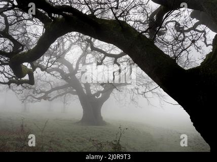 Alte Eichen im Morgennebel im Ashton Court Deer Park in Bristol, Großbritannien Stockfoto