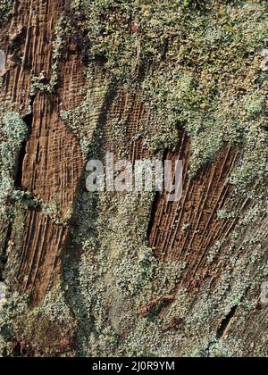 Die bläulich-grünen Flechten Cladonia Corniocraea ist üblich auf faulenden Baumstümpfen in feuchten Wäldern wie hier in Somerset UK Stockfoto