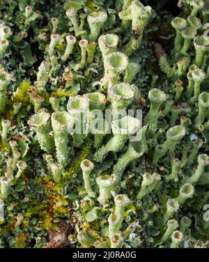 Pulverförmige Trompete Lichen Cladonia fimbriata wächst auf einem moosigen Baumstamm in Somerset UK Stockfoto