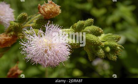 Nahaufnahme einer rosa Blume Mimosa pudica oder schüchterne Prinzessin Blume Stockfoto