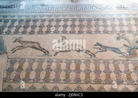 Ein Jagdmosaik, das einen Hund zeigt, der Hirsche im Haus des Dionysos, Archäologischer Park von Paphos, Paphos, Zypern, jagt. Stockfoto