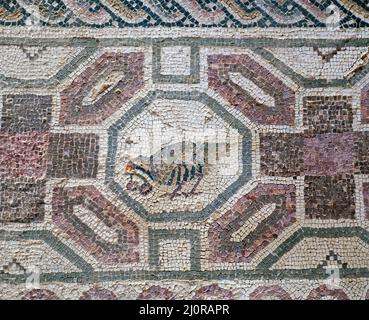Vogel in einem Bodenmosaik im Haus des Dionysos, Archäologischer Park von Paphos, Republik Zypern dargestellt Stockfoto
