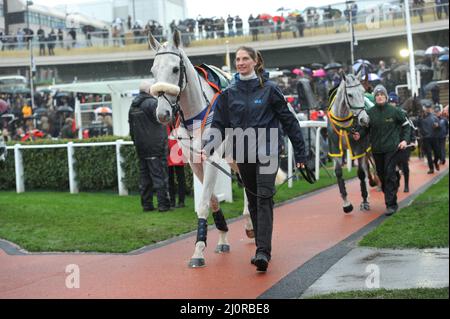 Pferde auf Parade vor dem Cross Country Diesel D'Allier 4,10, der um den Paradering geführt wird Tag 2, Rennen beim Cheltenham Gold Cup Fes Stockfoto