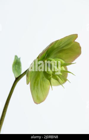 Nahaufnahme eines Diva Helleborus HGC-Blütenkopfes mit Blütenblättern, die vor weißem Hintergrund grün geworden sind, England, Großbritannien Stockfoto