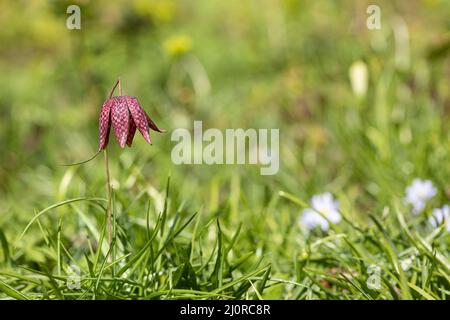 Nahaufnahme einer einzelnen isolierten Fritillaria Meleagris / Chequered Lily, die im Gras blühte im März, England, Großbritannien Stockfoto