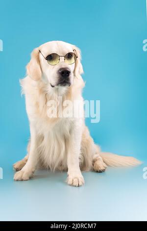 Porträt von niedlichen gesunden Hund posiert an der blauen Studio-Wand Stockfoto