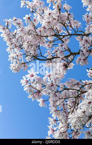 Nahaufnahme der Magnolienblüten, die im Frühjahr vor blauem Himmel blühen, England, Großbritannien Stockfoto