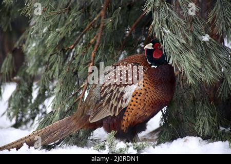 Tiere in der Wildnis Konzept - ein Porträt von goldenen faasant Wandern im Schnee Stockfoto