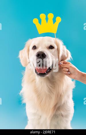 Porträt von niedlichen gesunden Hund posiert mit roten Fliege Stockfoto