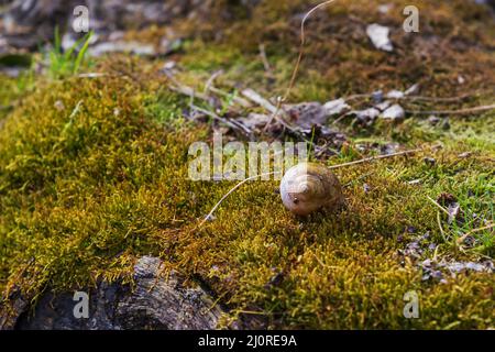 Eine kleine Schneckenschale auf einem Baum, der mit grünem Moos bedeckt ist. Stockfoto