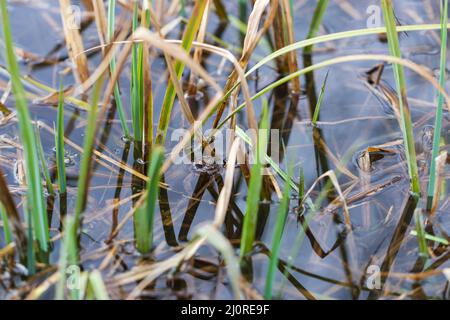 Ein Frosch auf der Oberfläche eines Teiches in seinem natürlichen Lebensraum. Gewöhnlicher Frosch - Rana arvalis braun gefärbt. Um den Frosch herum gibt es Schilf. Das Bild wird reflec Stockfoto