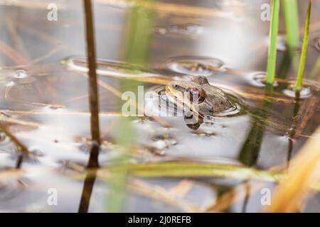 Ein Frosch auf der Oberfläche eines Teiches in seinem natürlichen Lebensraum. Gewöhnlicher Frosch - Rana arvalis braun gefärbt. Um den Frosch herum gibt es Schilf. Das Bild wird reflec Stockfoto