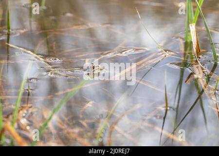 Ein Frosch auf der Oberfläche eines Teiches in seinem natürlichen Lebensraum. Gewöhnlicher Frosch - Rana arvalis braun gefärbt. Um den Frosch herum gibt es Schilf. Das Bild wird reflec Stockfoto