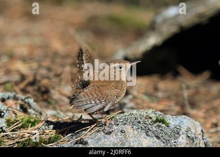 Eurasischer Zaunkönig, Troglodytes troglodytes sitzend mit angehobener Rute Stockfoto