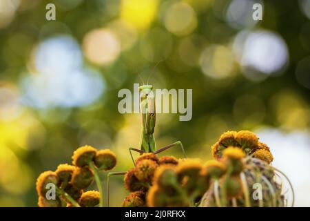 Mantis - Mantis religiosa Porträt eines Insekts auf einer Blume. Der Hintergrund ist grün. Stockfoto