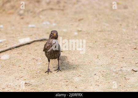 Ein junges Amsel-Weibchen ist auf dem Boden und schaut sich um. Stockfoto