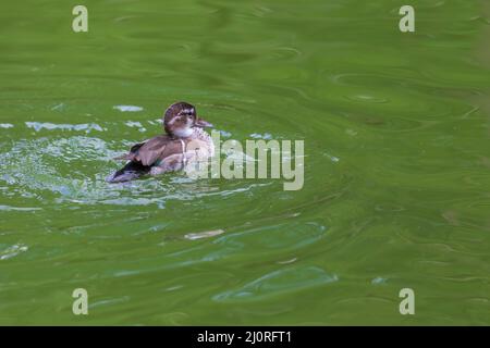 Kleine graue Ente schwimmt auf dem Wasser. Stockfoto