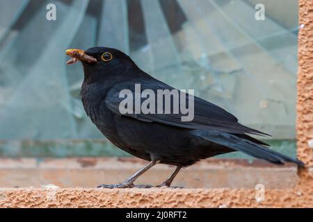 Schwarzer Vogel Amsel sitzt an einem kaputten Fenster. Er hat einen Regenwurm im Schnabel. Stockfoto