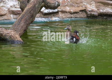 Kleine graue Ente schwimmt auf dem Wasser. Es flattert seine Flügel und spritzt Wasser um ihn herum. Stockfoto