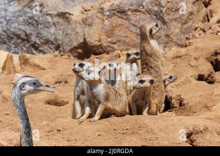 Erdmännchen - Suricata suricatta - in der Gruppe zusammen und in der Ecke ist ein kleiner Strauß mit einem offenen Schnabel. Der Strauß wird in einem Nachprozess geliefert Stockfoto