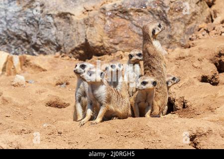 Erdmännchen - Suricata suricatta - in einer Gruppe im Gehege. Stockfoto