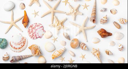 Background with different shells and starfish. Top view, horizontal. Seashells on a white background. Stockfoto