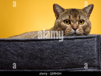 Eine Erwachsene Katze liegt in einem grauen Filzbett auf einem gelben Hintergrund. Das Tier ruht und schaut Stockfoto